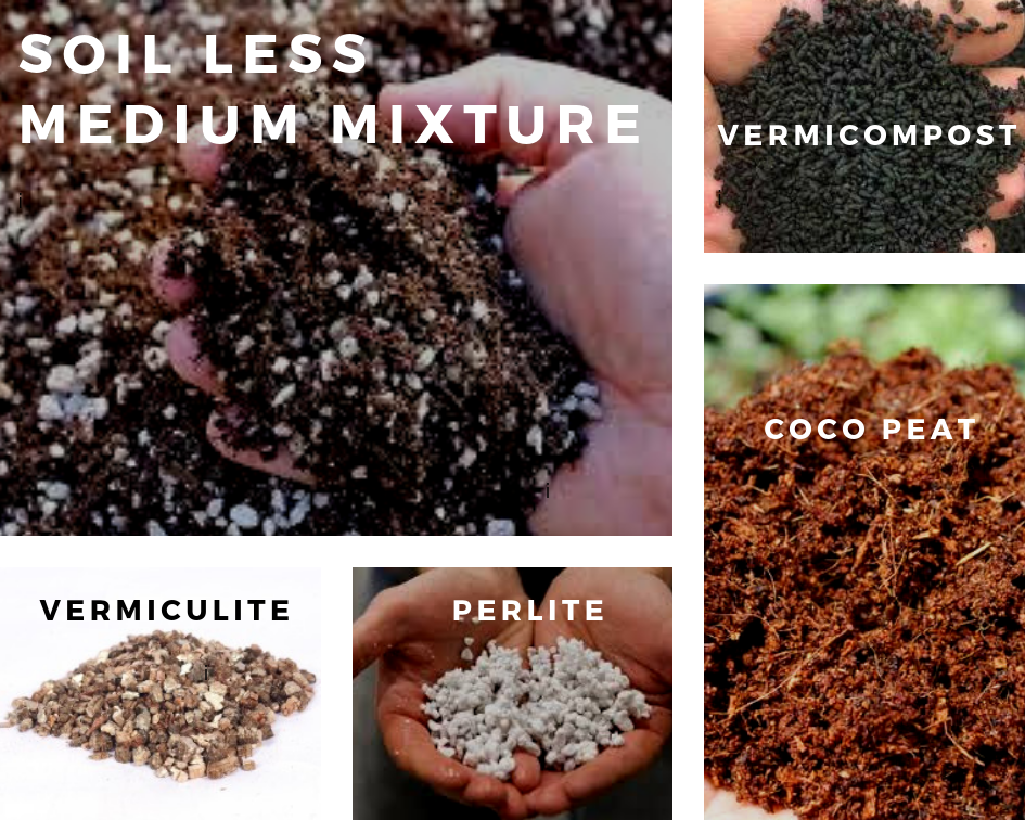 Modern Practices in Gardening for Beginners