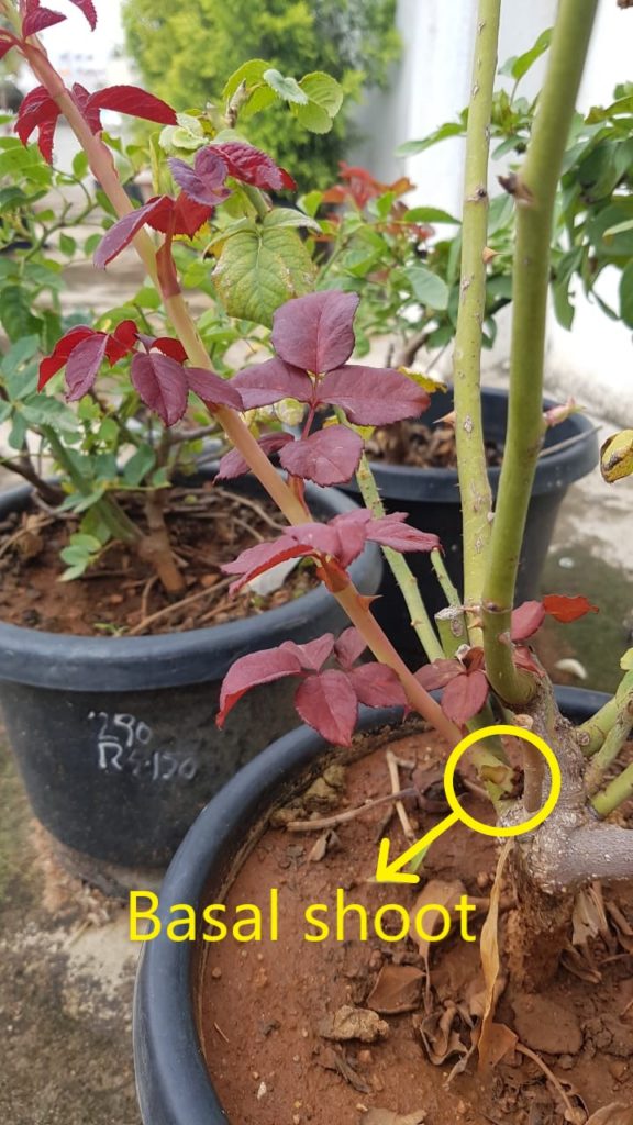 Everything there is to Growing Roses