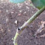 Everything there is to Growing Roses