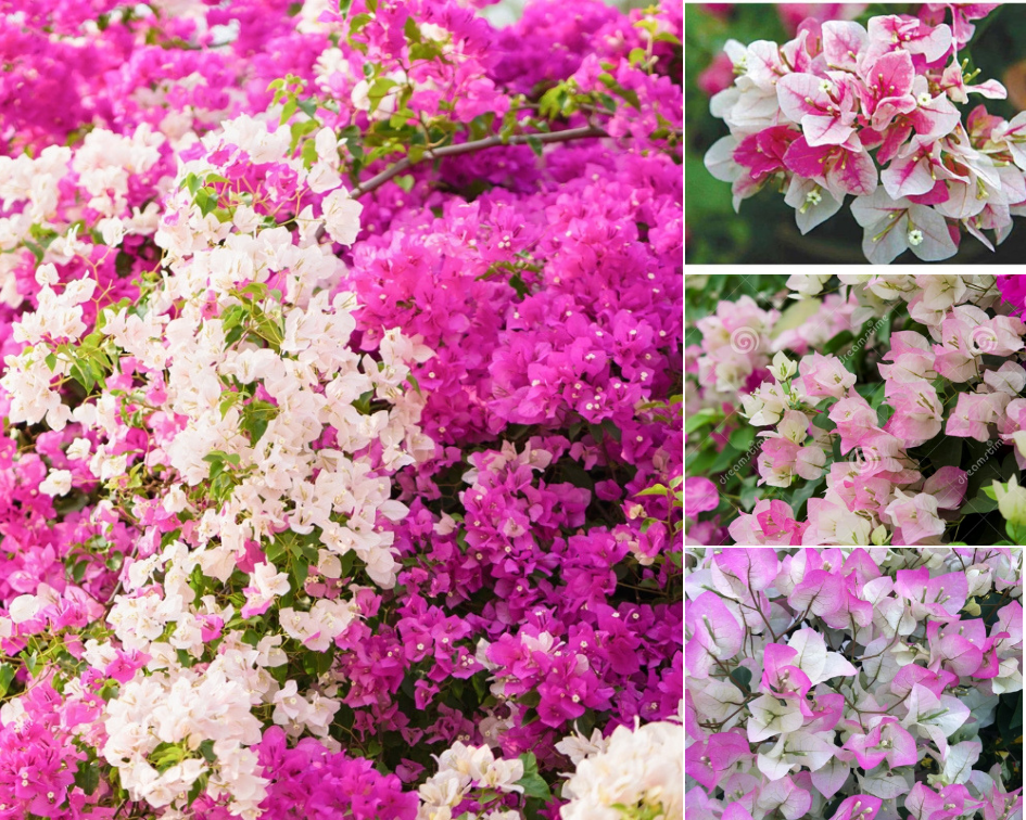 Bougainvillea - 10 low maintenance plants you can grow