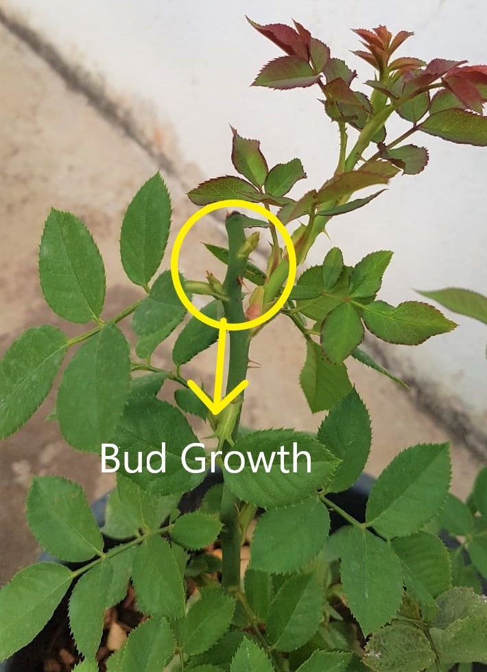 Everything there is to Growing Roses