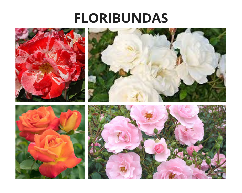 Everything there is to Growing Roses