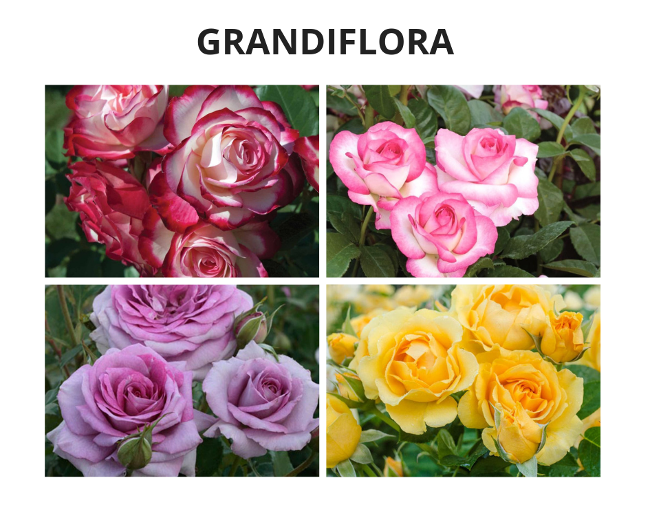 Everything there is to Growing Roses