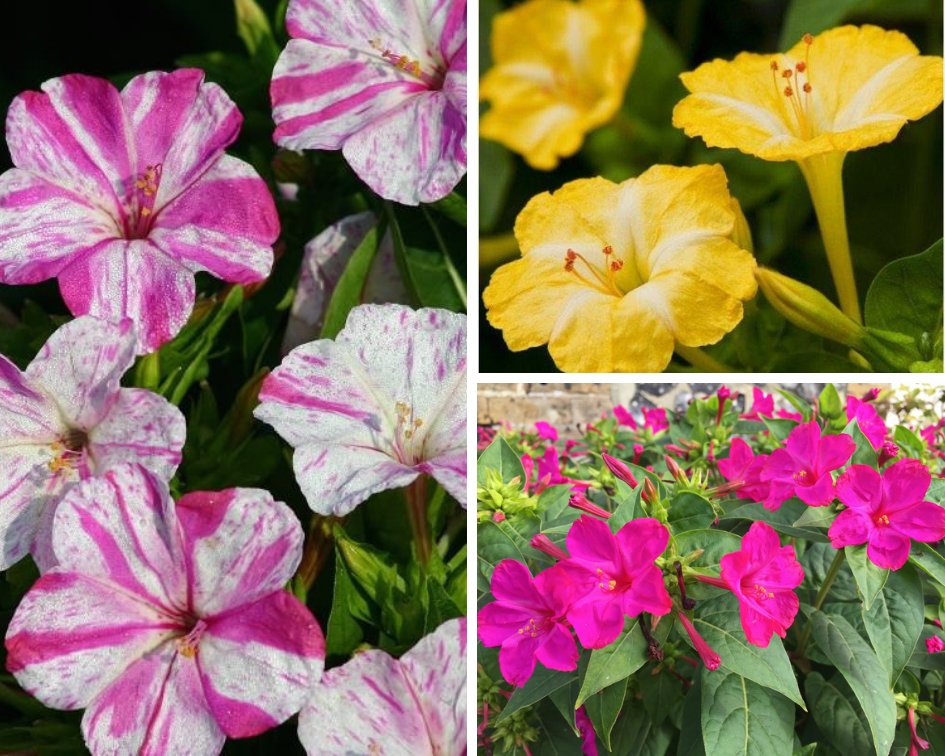 Mirabilis Jalapa - 10 low maintenance plants you can grow-