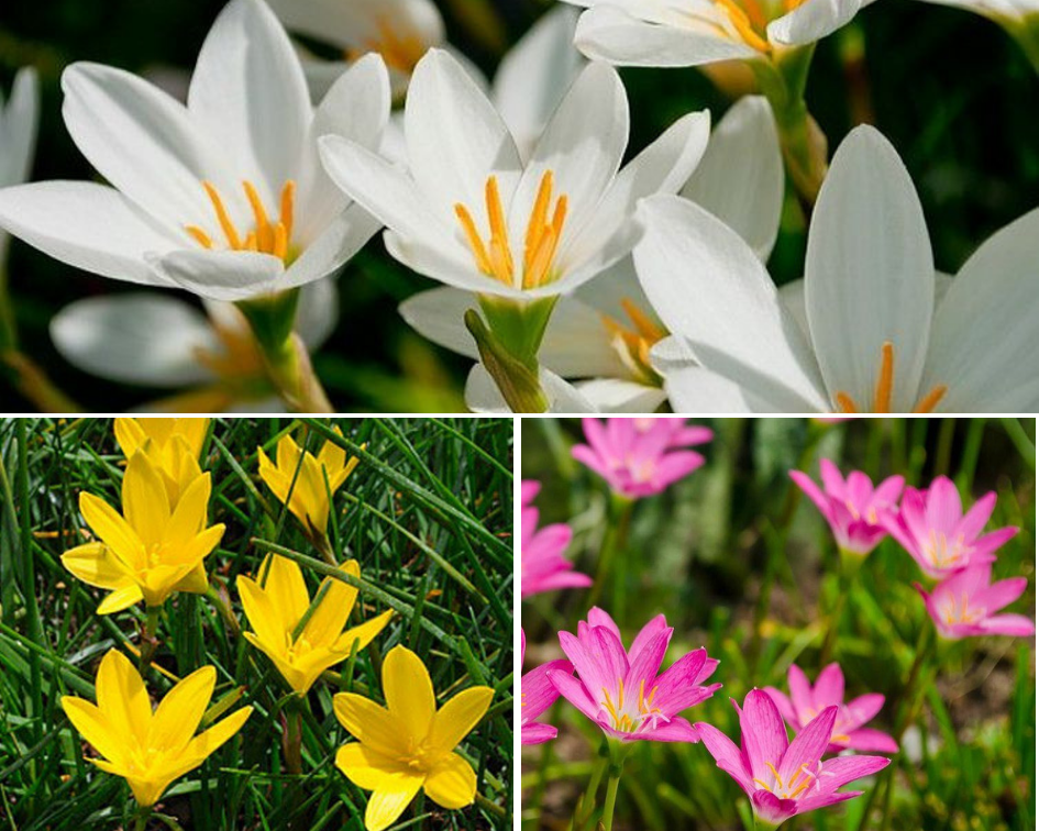 Rain lilies - 10 low maintenance plants you can grow-