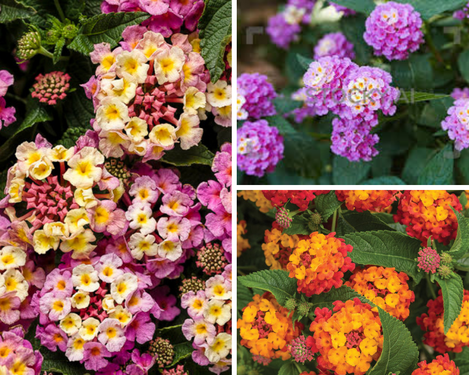 Lantana- 10 low maintenance plants you can grow